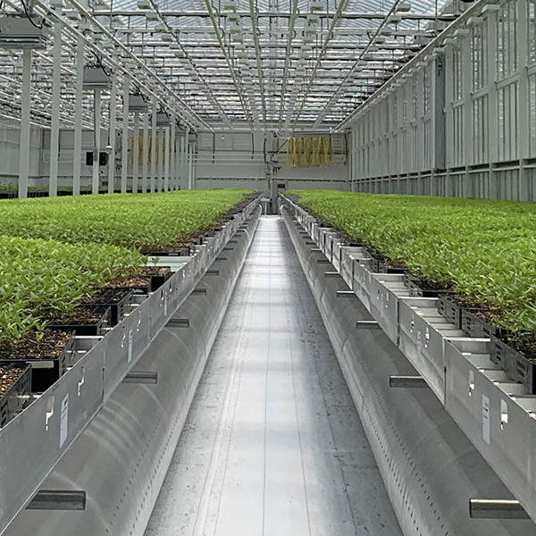 Interior view of the Silver Lion Farms glasshouse with mobile growing tables and young plants
