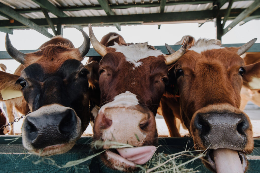 Dairy cows eating hay in a feeding area