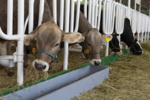 dairy cows eating alfalfa