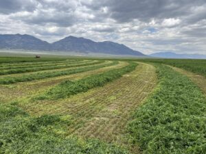 farm outdoor alfalfa cutting jun2023