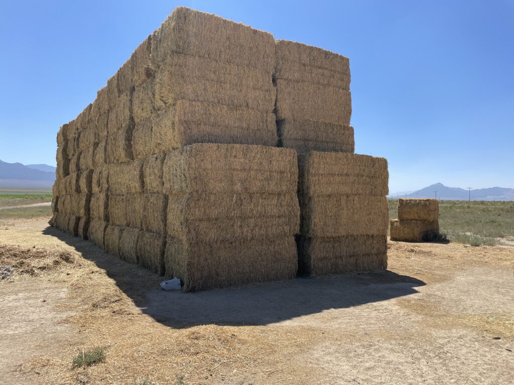 Stacked alfalfa hay bales at Silver Lion Farms in Nevada’s high desert