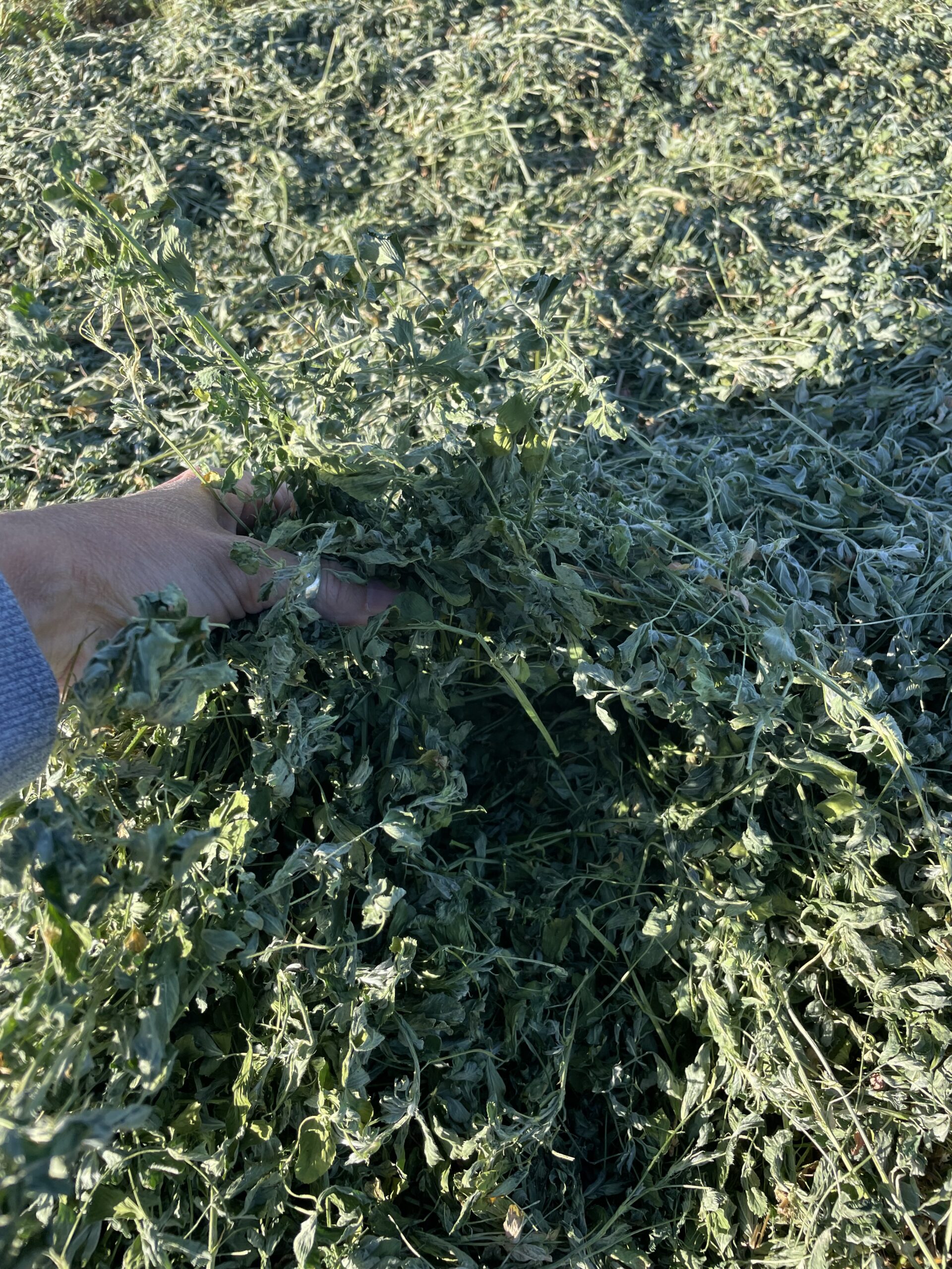 Hand holding fresh-cut alfalfa at Silver Lion Farms