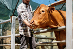 dairy farmer inspecting hay