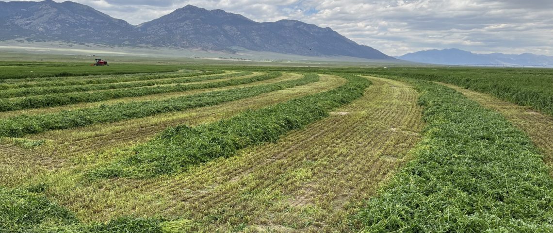 farm outdoor alfalfa cutting jun2023