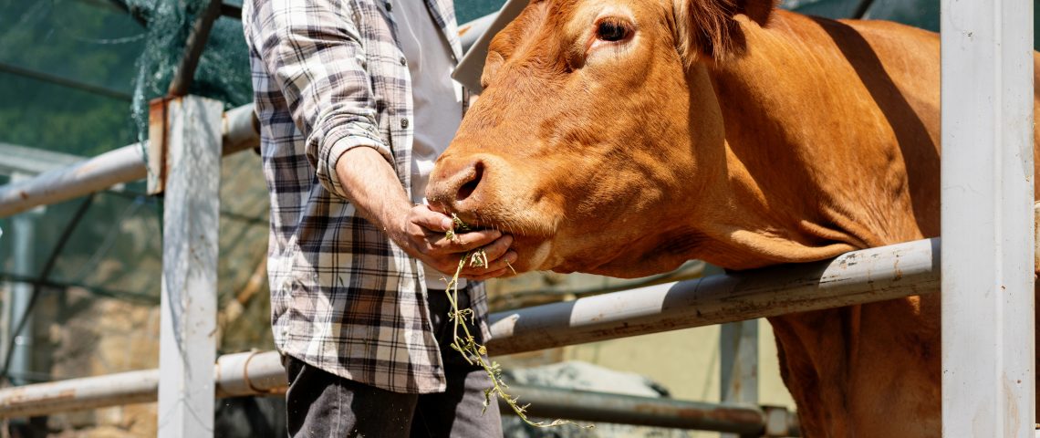 dairy farmer inspecting hay