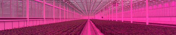 Grow hall interior with illuminated cultivation tables at the Silver Lion Farms glasshouse facility